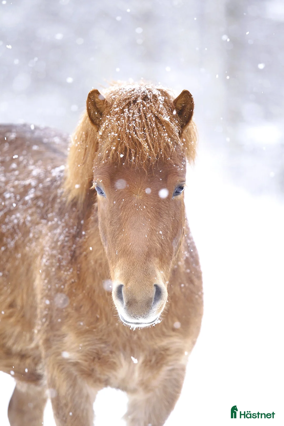 Trav hästar till salu: Russ med Fantom och Tyson i stammen  - Annons 3