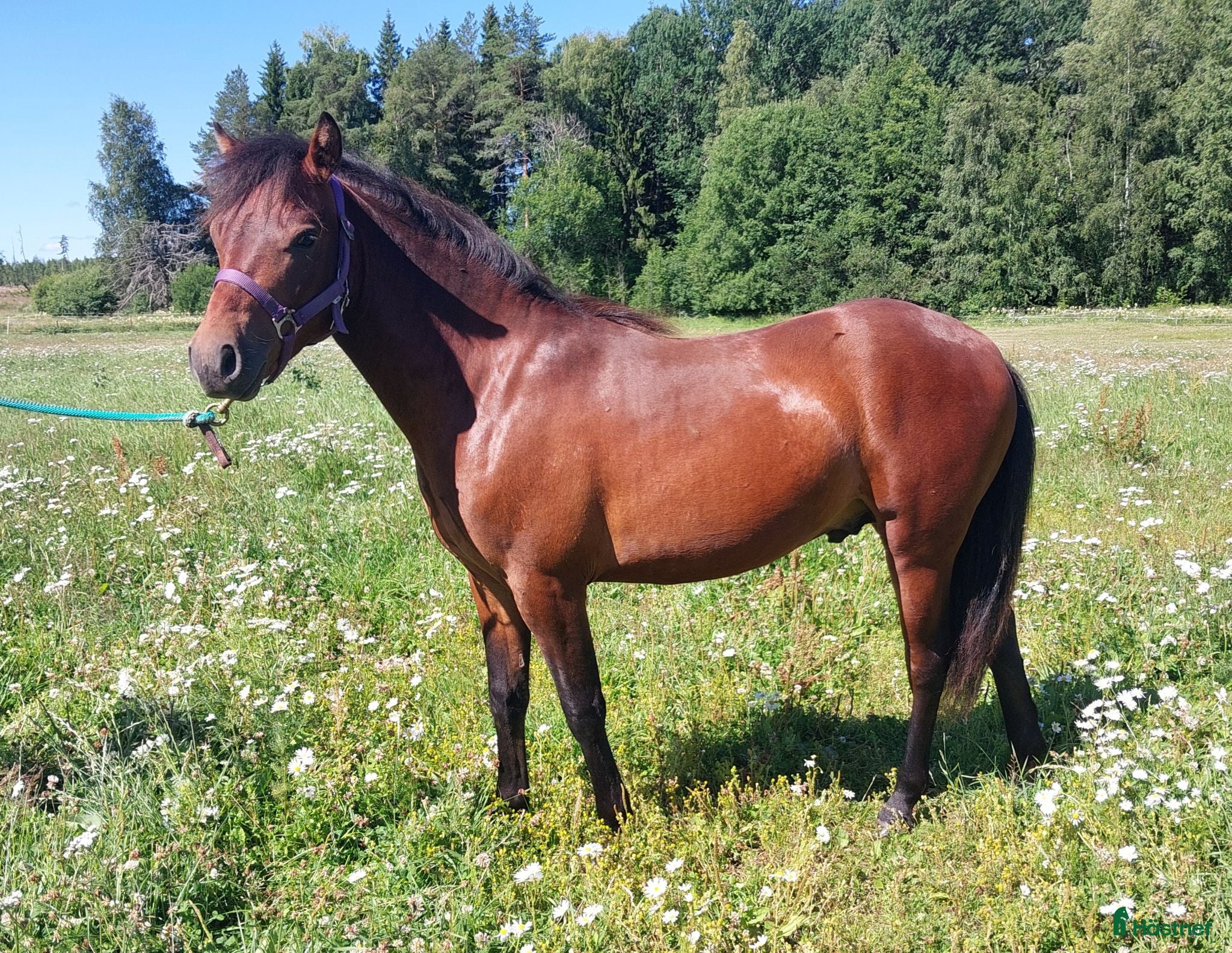 Övrigt hästar till salu: Lovande hingst  - Annons 2