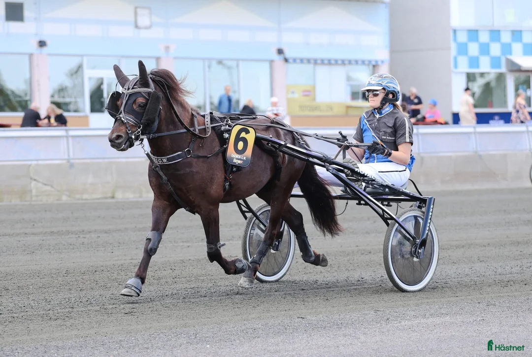 Trav hästar till salu: Perfekta tävlingsponnyn! i Umeå - Annons 1