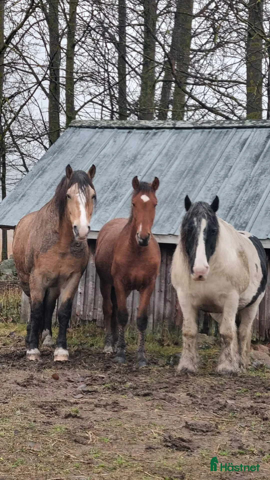 Allround hästar till salu: Am. curly-baskjir, valack - Annons 10