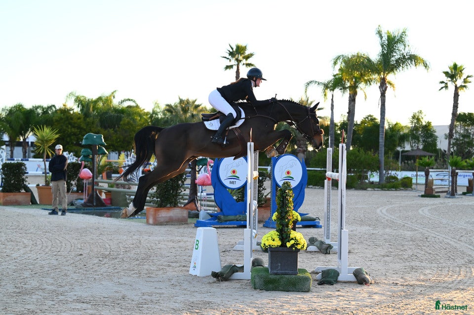  hästar Hopphäst till salu💫 i Luleå - Annons 4