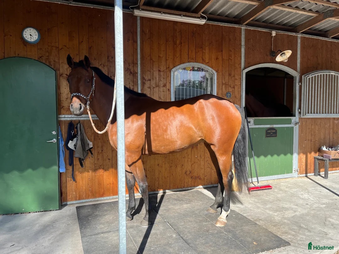 Hoppning hästar till salu: 5-årigt sto till hoppning och eller fälttävlan! i Tun - Annons 2