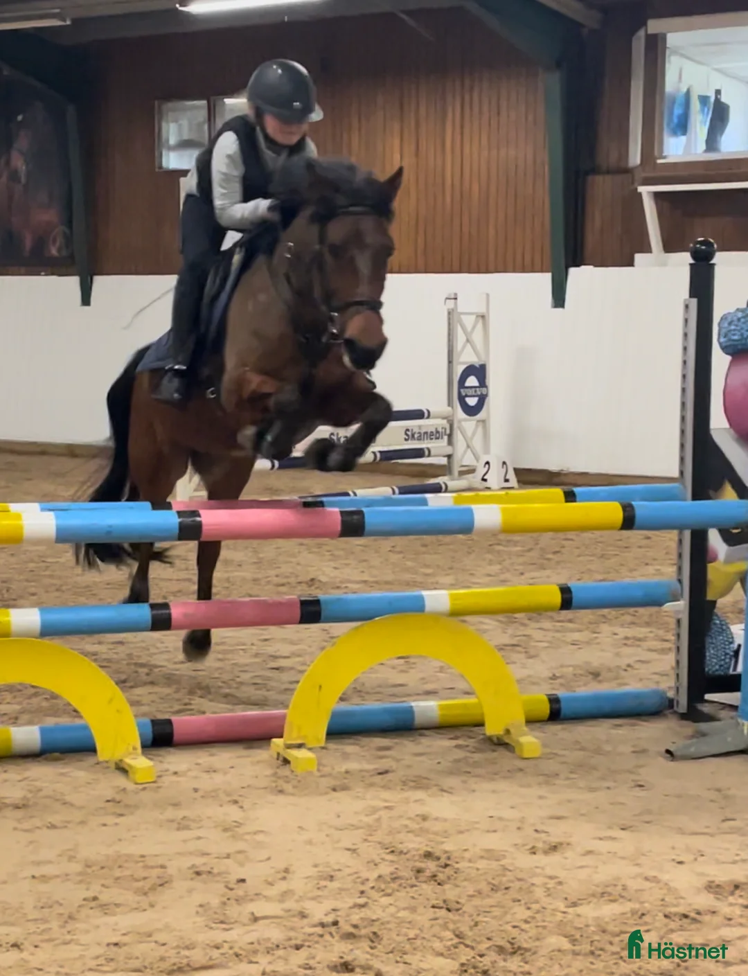 Hoppning hästar till salu: Fantastisk tävlingsponny för den lilla ryttaren! - Annons 1