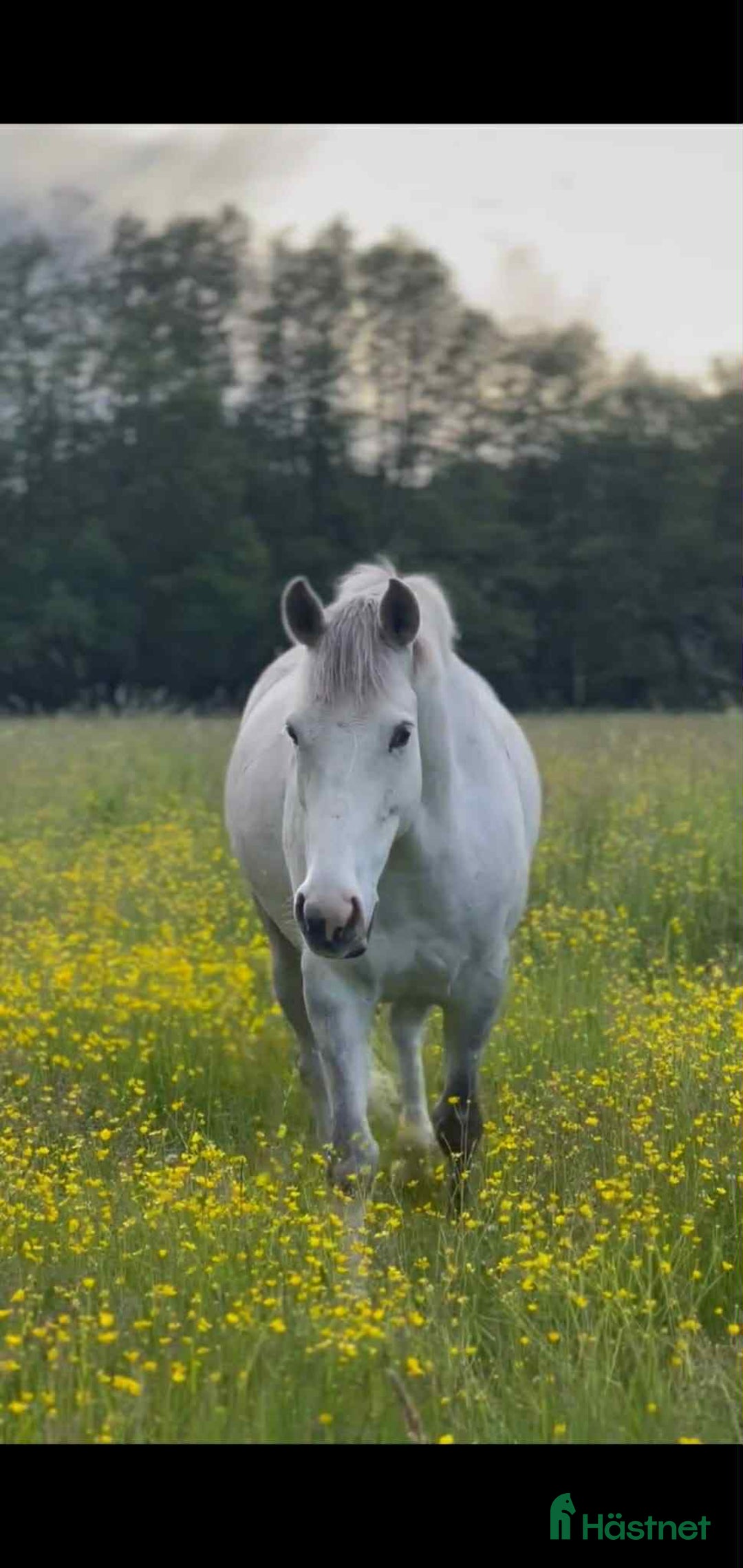 Allround hästar till salu: Positiv valack som älskar att jobba i Österhaninge - Annons 3