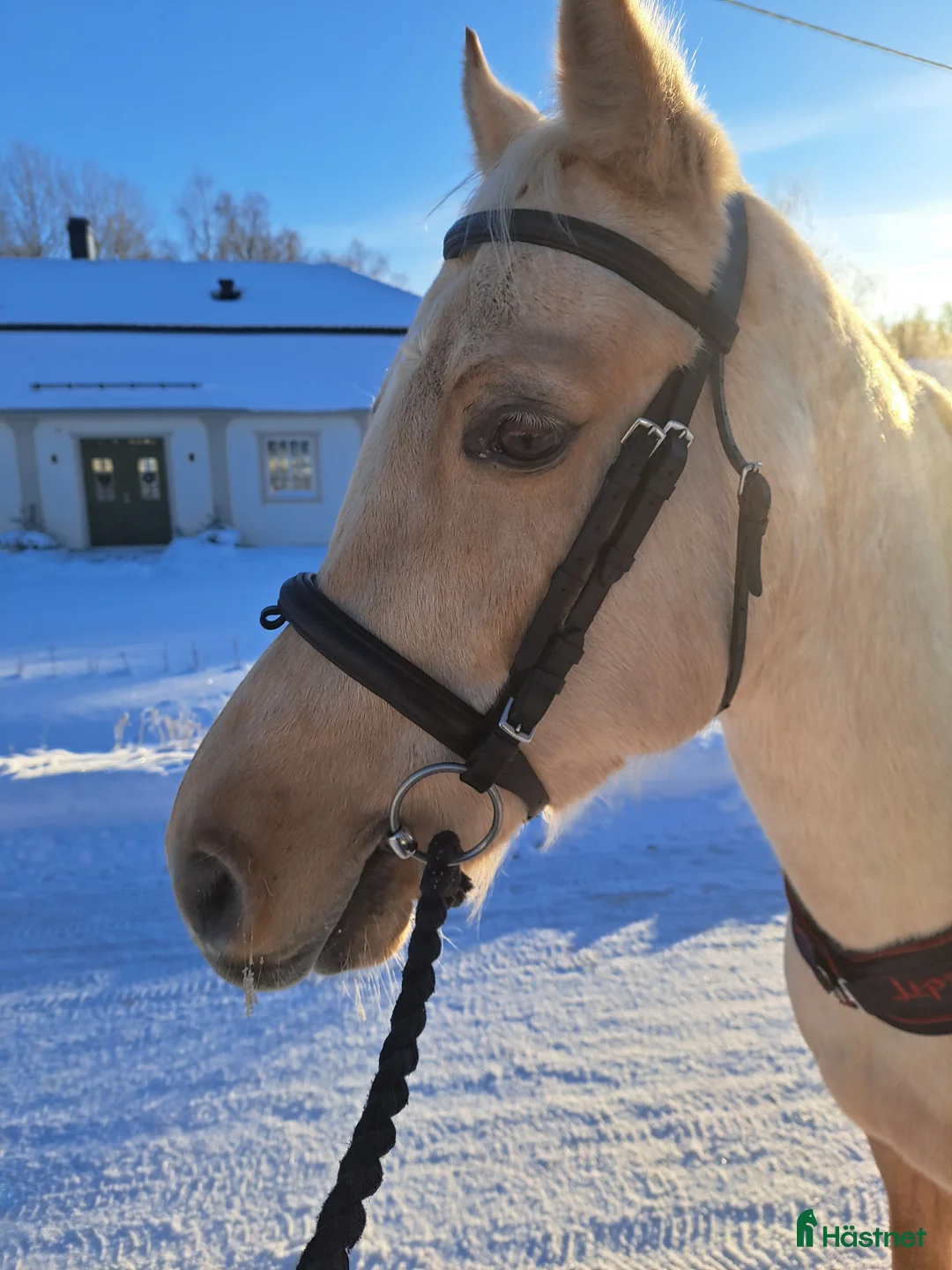  medryttarhäst finnes: Medryttare/delfodervärd  i Täby - Annons 5