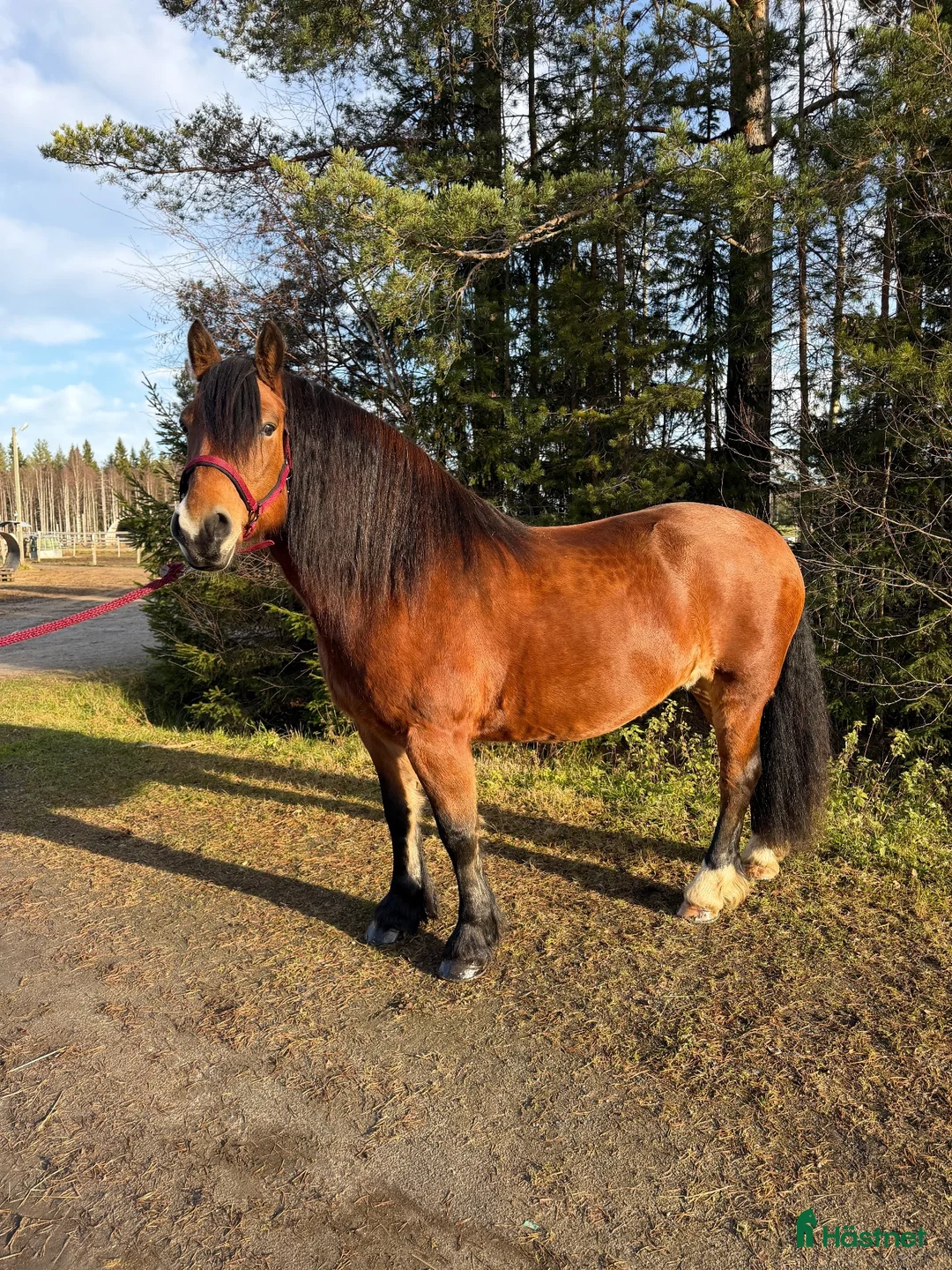 Allround hästar till salu: Nordsvenskt sto  - Annons 2
