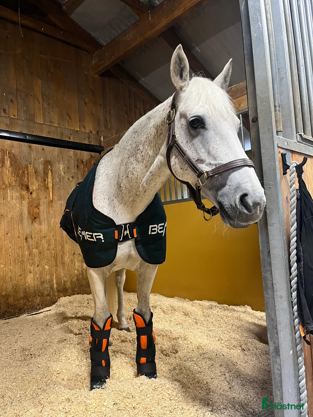 Allround hästar till salu: Fint D-ponny sto i Järna - Annons 2