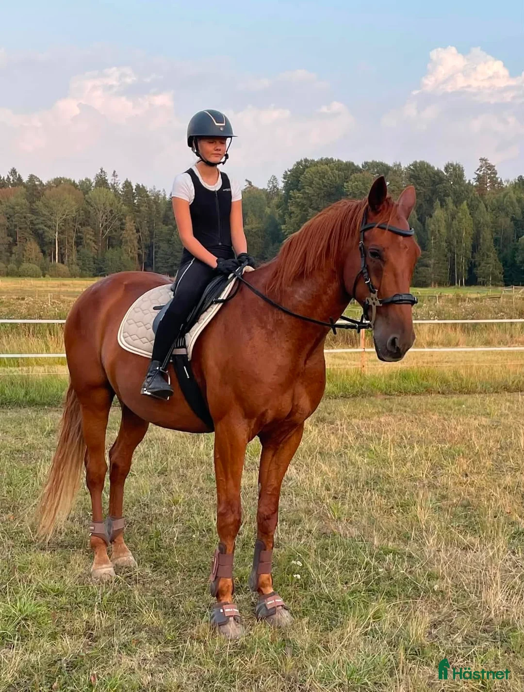 Allround hästar till salu: Charmiga Bosse söker sitt nya drömhem ❤️ - Annons 2