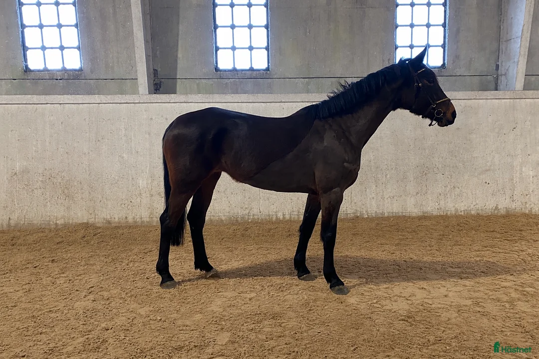 Hoppning hästar till salu: 🌟Formbar stjärna för hoppning eller fälttävlan🌟 i Vänersborg - Annons 3