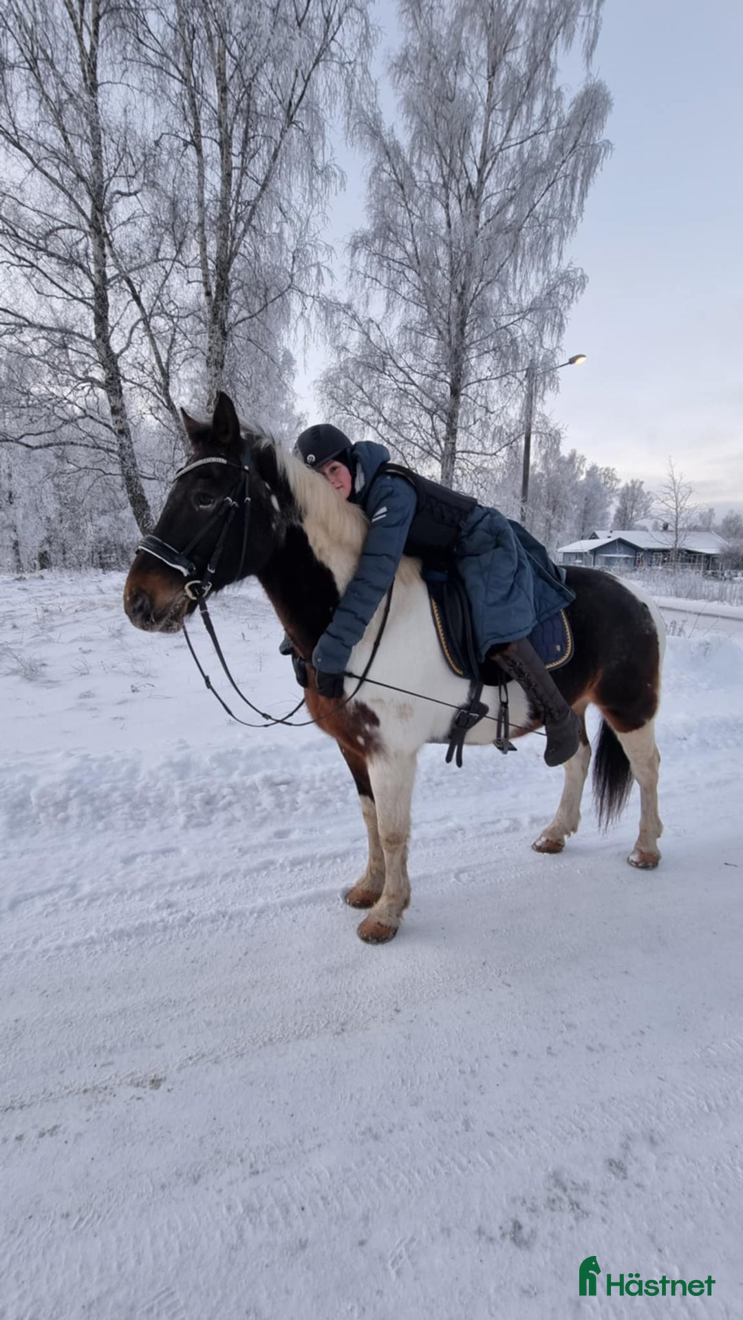 Allround hästar till salu: Dags för vår fina Charlie att hitta en ny ryttare i Munkedal - Annons 7