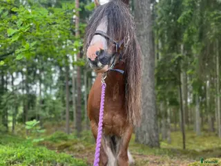 hästar Ponny som stocker ut i mängden! i Vedum - Annons 5