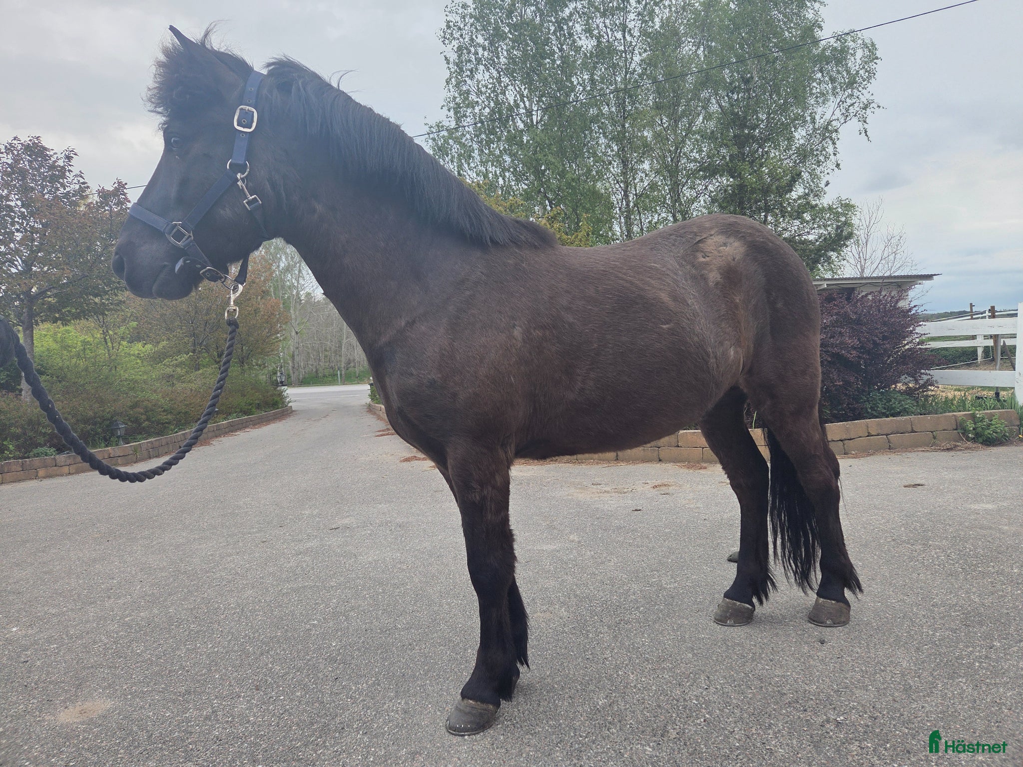 Island hästar till salu: 🌺 Lättväxlad, snäll valack 🌺 - Annons 1
