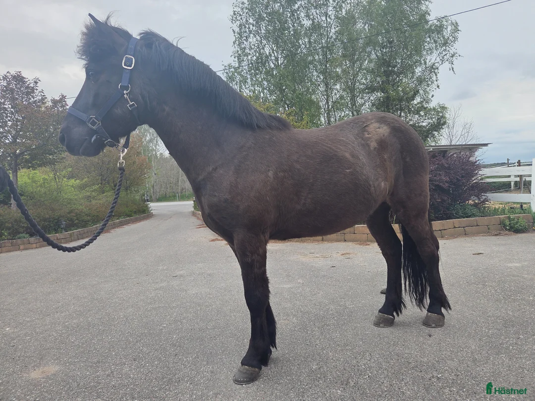 Island hästar till salu: 🌺 Lättväxlad, snäll valack 🌺 - Annons 1