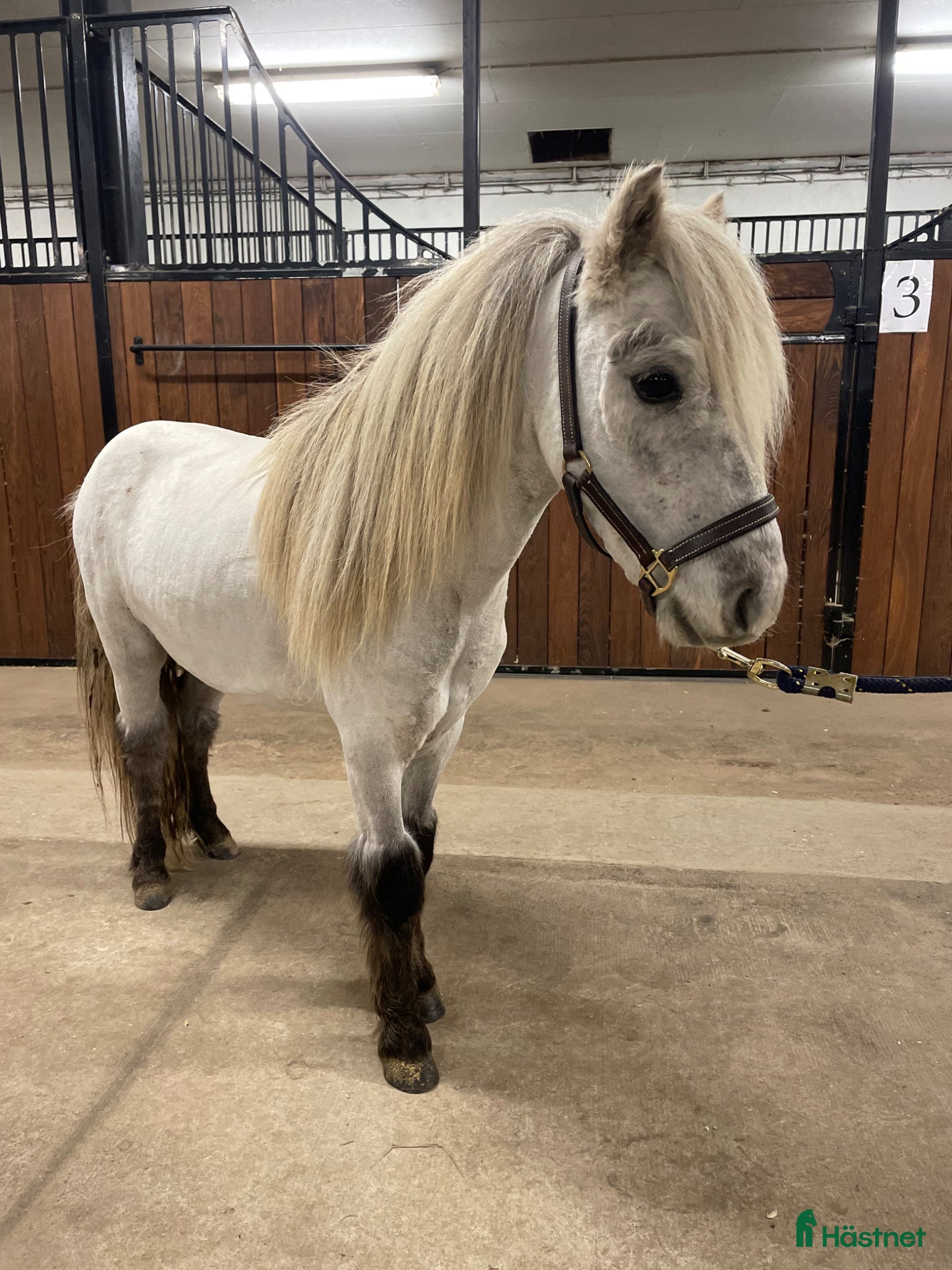  hästar Fin miniatyr hingst  - Annons 18