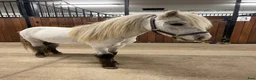 Allround hästar till salu: Fin miniatyr hingst  - Annons 1