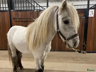 hästar Fin miniatyr hingst - Annons 4