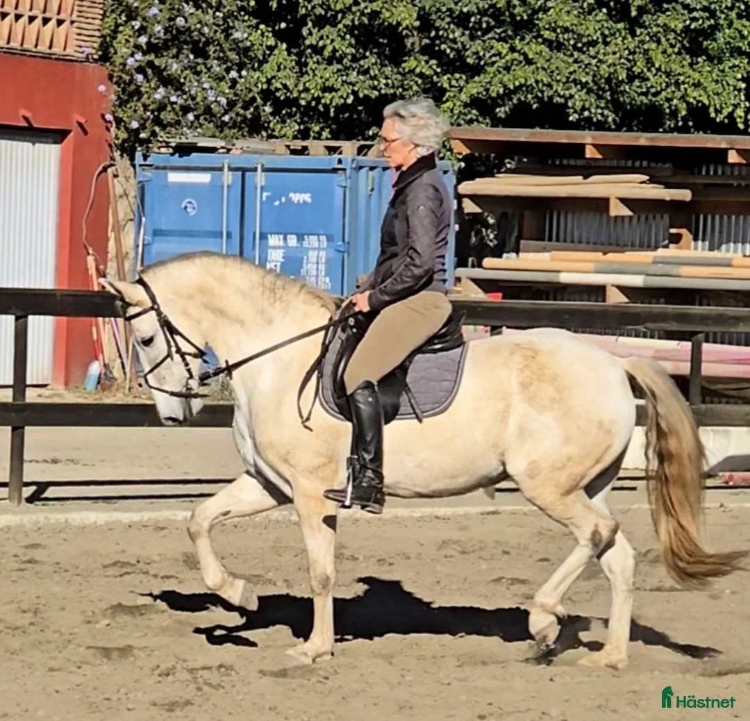 Hoppning hästar till salu: Trevliga hästar och ponnier i Spanien  - Annons 10