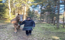 Allround hästar till salu: Har du våran stärna  i Floda - Bild 2