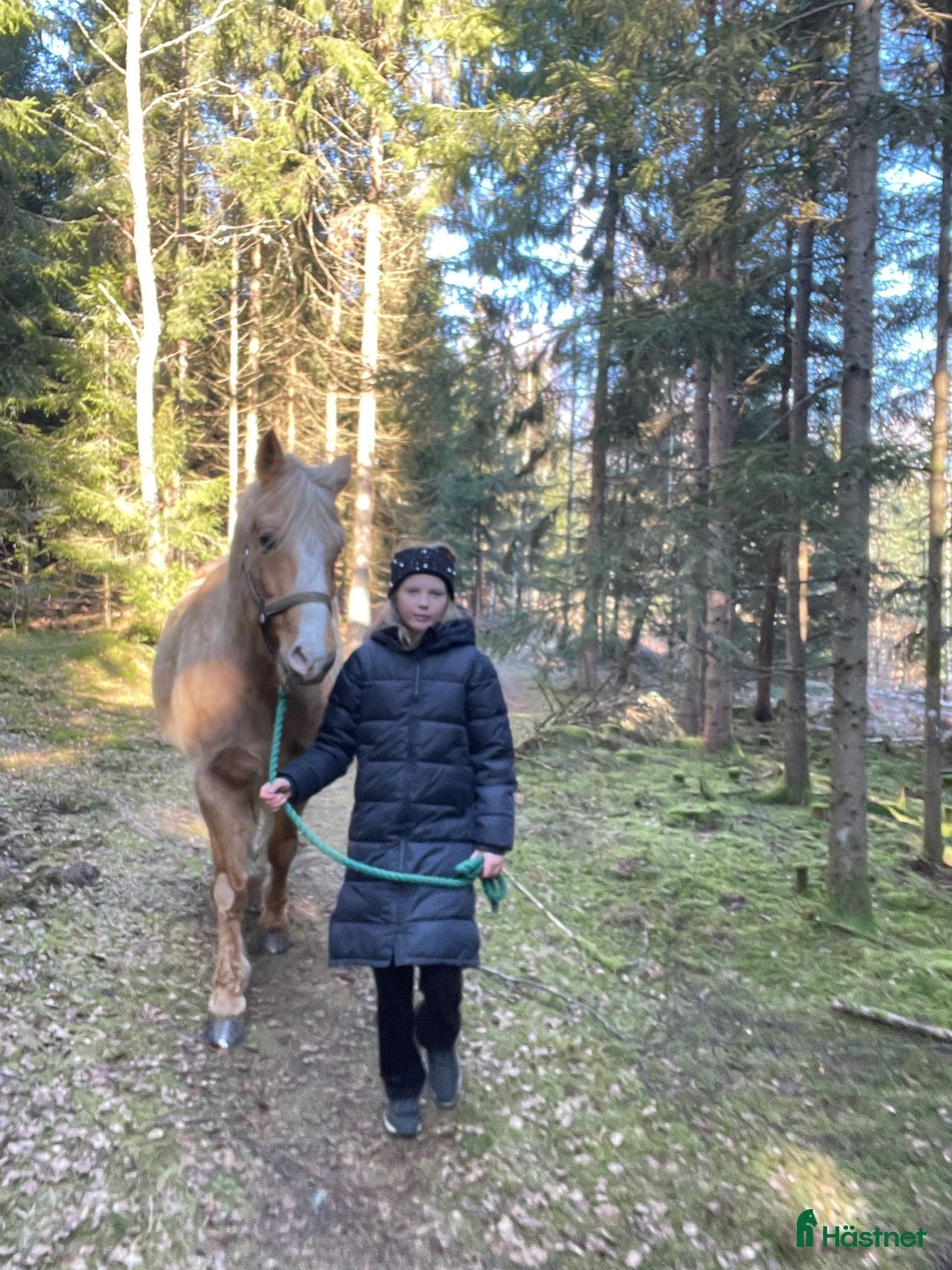 Allround hästar till salu: Har du våran stärna  i Floda - Bild 2