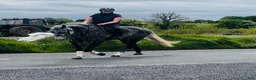 Allround hästar till salu: Stunning Irish mare  - Annons 8
