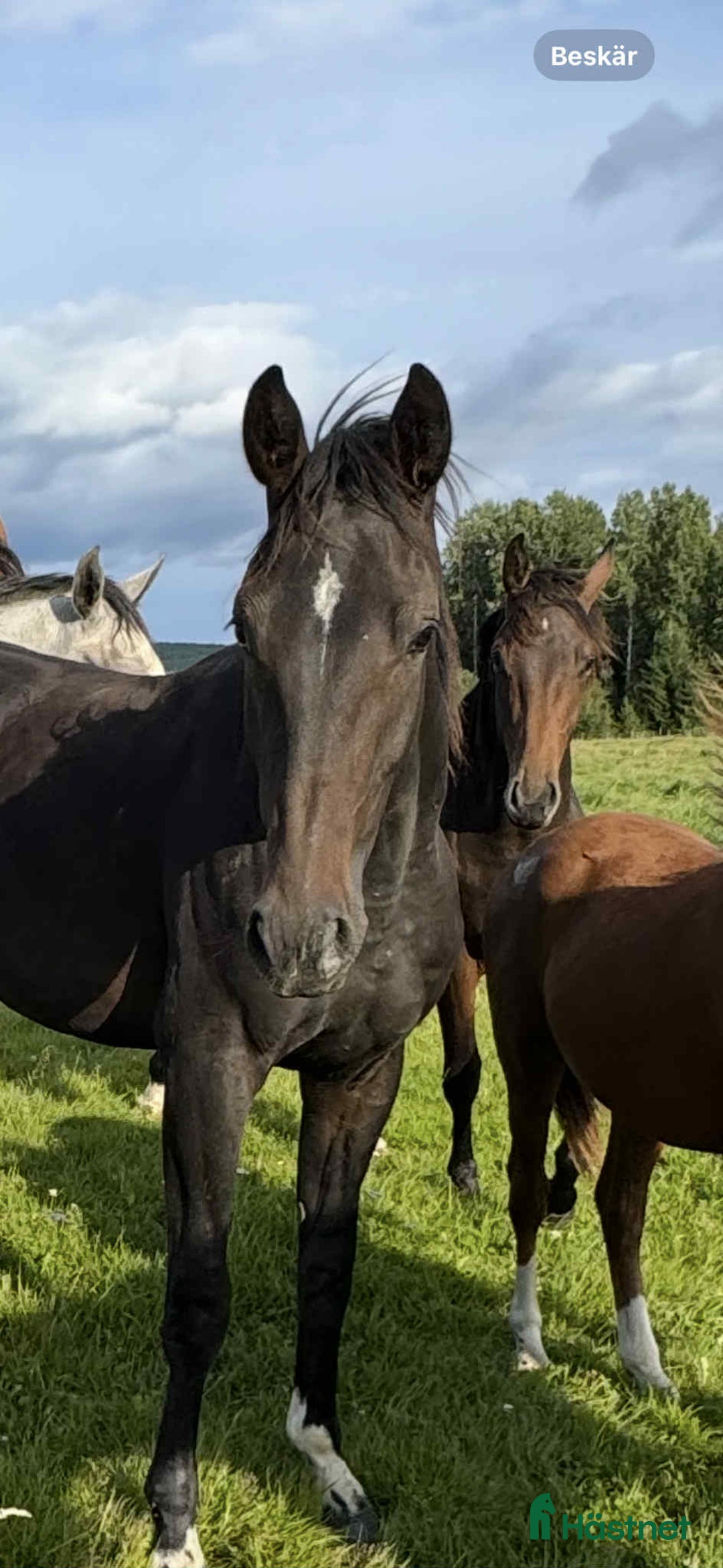 Hoppning hästar till salu: Mycket välutvecklad ettårsvalack i Östra Ämtervik - Annons 1