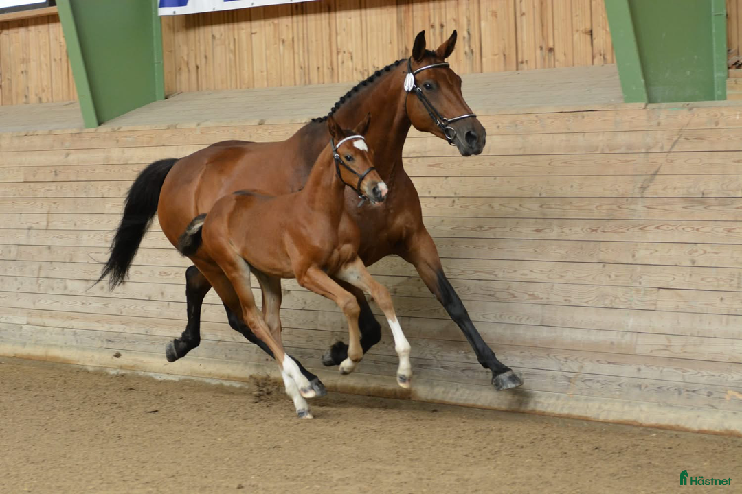 Avelshästar hästar till salu: Paketpris  i Vedevåg - Annons 1