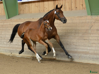 hästar Paketpris i Vedevåg - Annons 8
