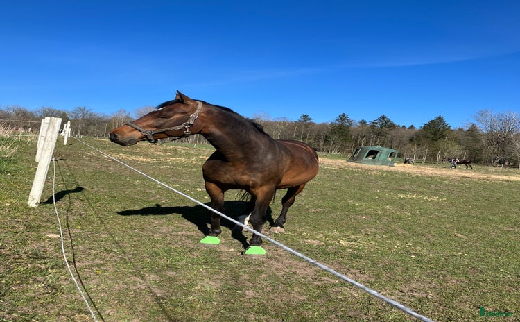  hästar i Nässjö - Annons 9
