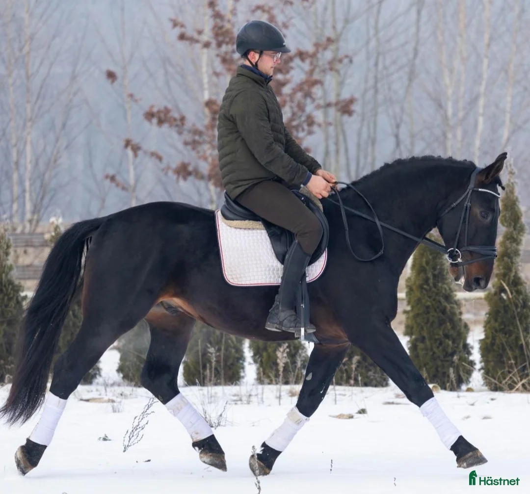 Allround hästar till salu: Exceptional Silesian - Quality & Top Potential  - Annons 1