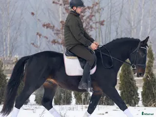 hästar Exceptional Silesian - Quality & Top Potential - Annons 7