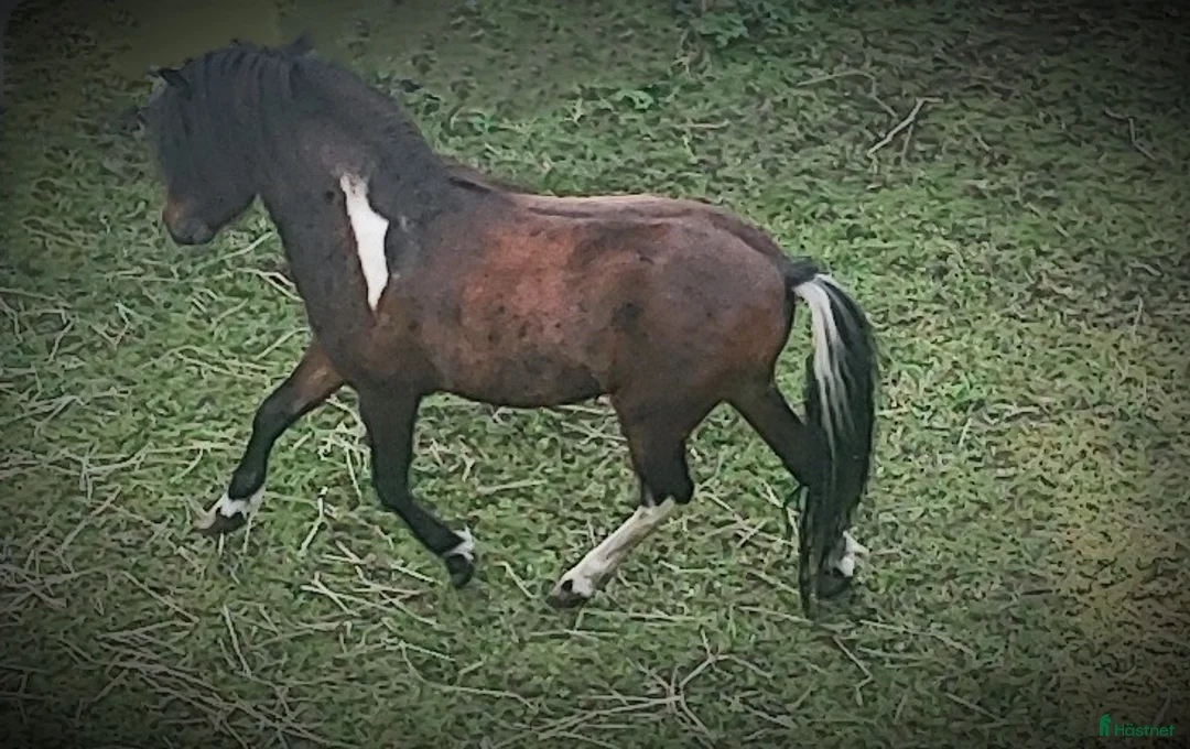 Övrigt hästar till salu: AMHA HINGST 5 år i Tjällmo - Annons 6