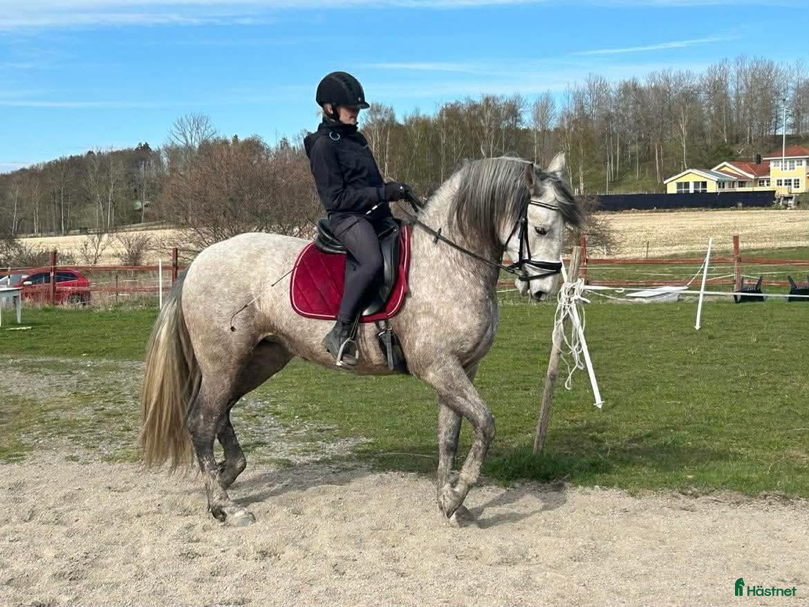  medryttarhäst finnes: Pre sto Nödinge - Annons 2