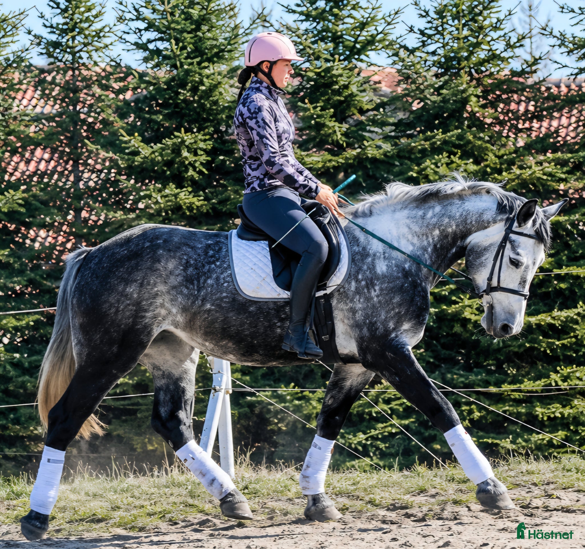  hästar Super smart grey Beauty - Annons 2