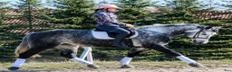 Allround hästar till salu: Super smart grey Beauty - Annons 2