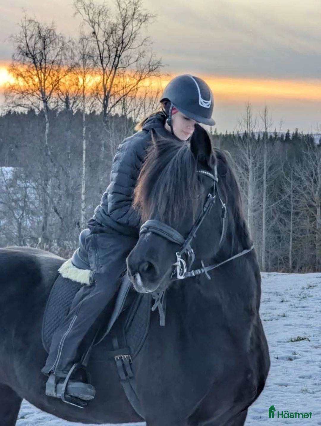 Allround hästar till salu: Vacker underbart kallblodsto i Lycksele - Annons 1