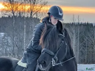 hästar Vacker underbart kallblodsto i Lycksele - Annons 17