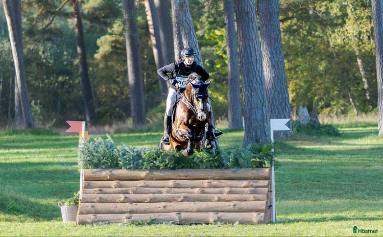  hästar Talangfull Fälttävlanshäst med Kapacitet  i Harlösa - Annons 8