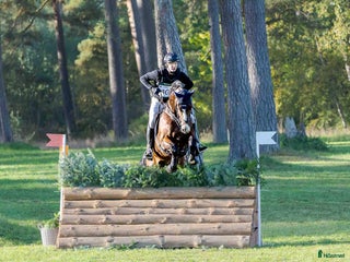 Hoppning hästar till salu: Talangfull Fälttävlanshäst med Kapacitet i Harlösa - Annons 1