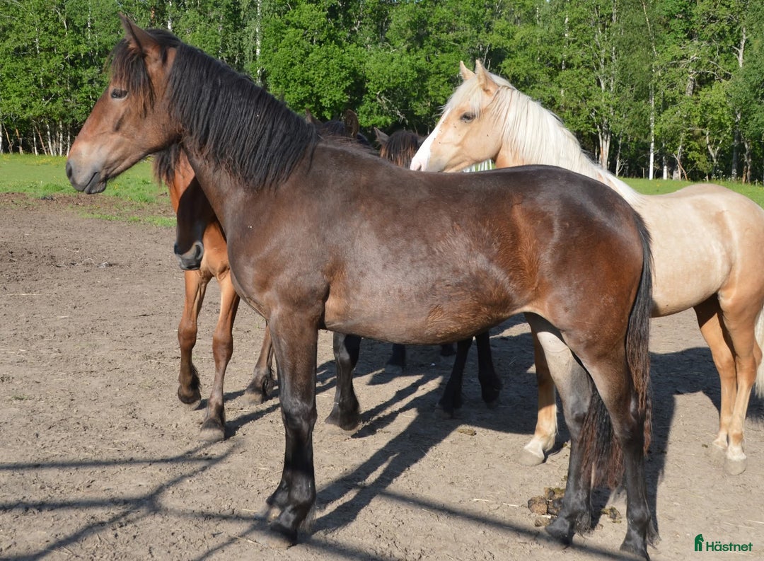 Trav hästar till salu: Åring med mkt fin travstam i Njurunda - Bild 12