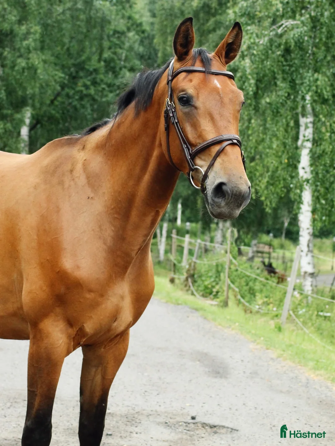 Allround hästar till salu: Trevligt sto - Annons 1