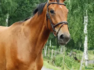 hästar Trevligt sto - Annons 5