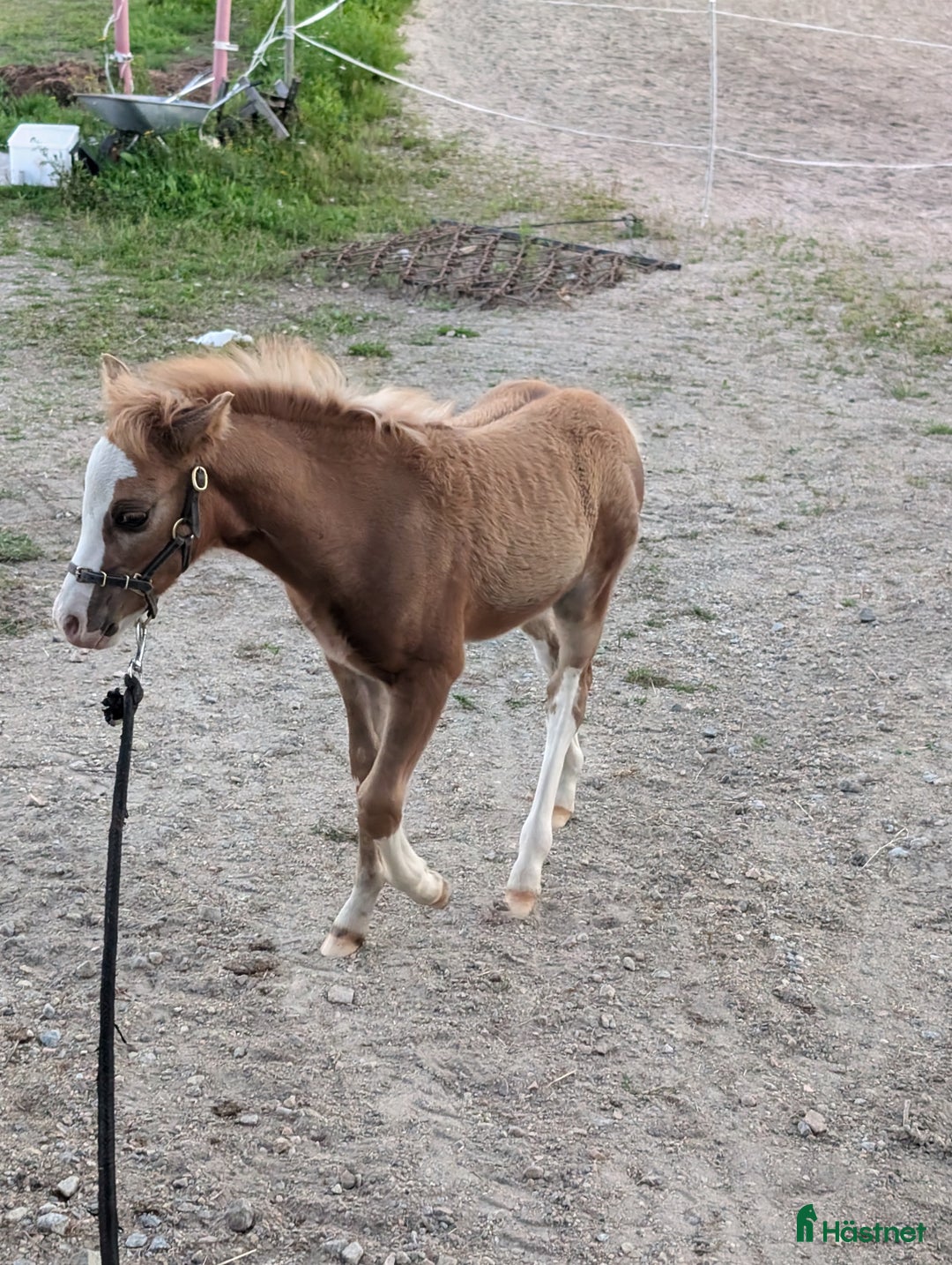 Allround hästar till salu: Två halvbröder söker nytt hem i Ilsbo - Annons 6