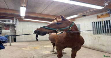  hästar i Umeå - Annons 8