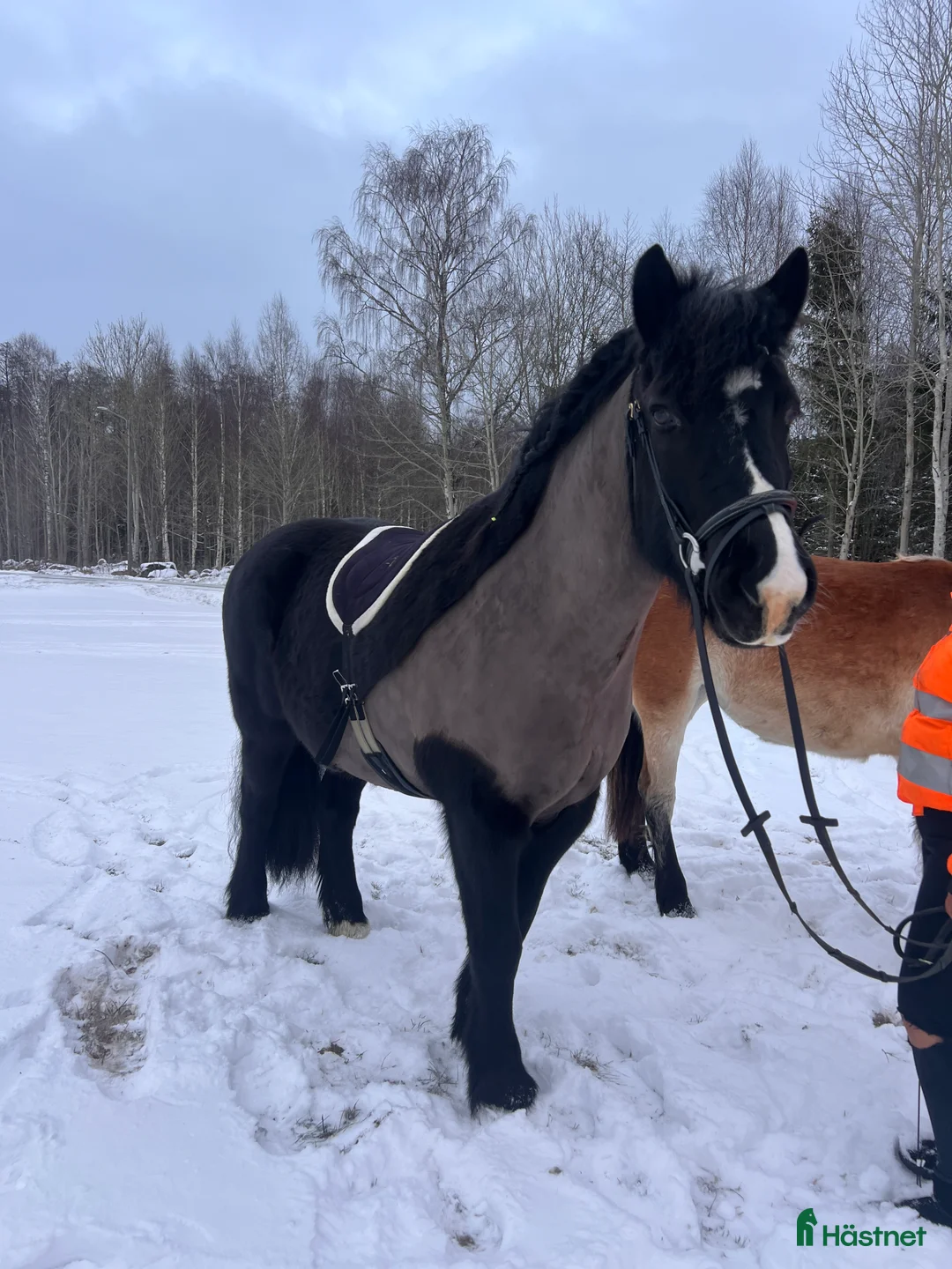 Allround hästar till salu: Snygg nordsvensk valack  - Annons 2