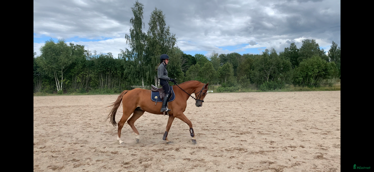medryttarhäst sökes i Västerås - Annons 14