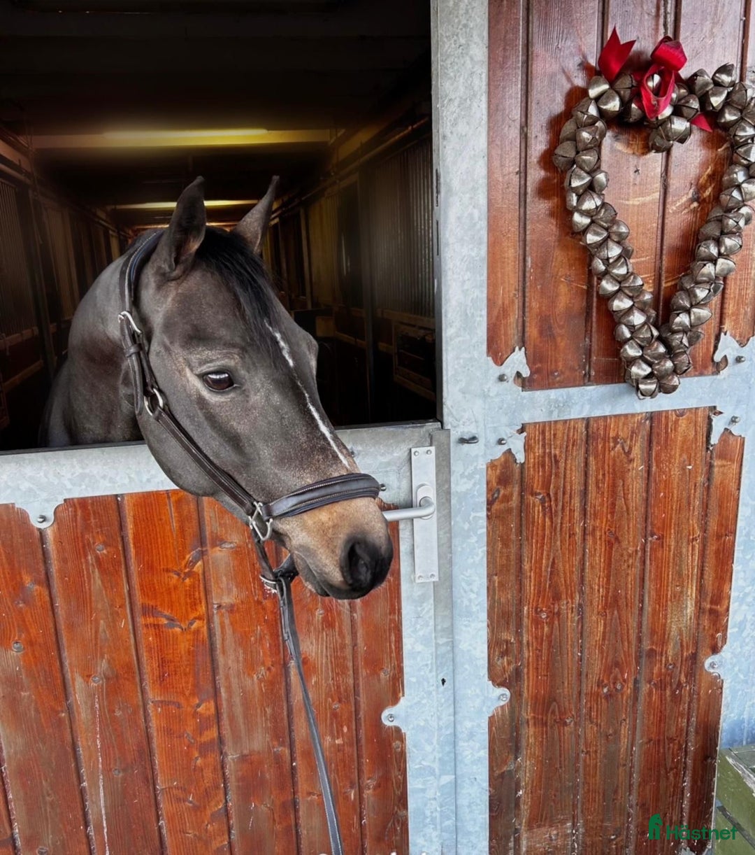 Hoppning hästar till salu: Maxad C-ponny, 8 år  Tävlat 1.10 m i Höllviken - Annons 1