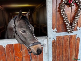 hästar Maxad C-ponny, 8 år Tävlat 1.10 m i Höllviken - Annons 10