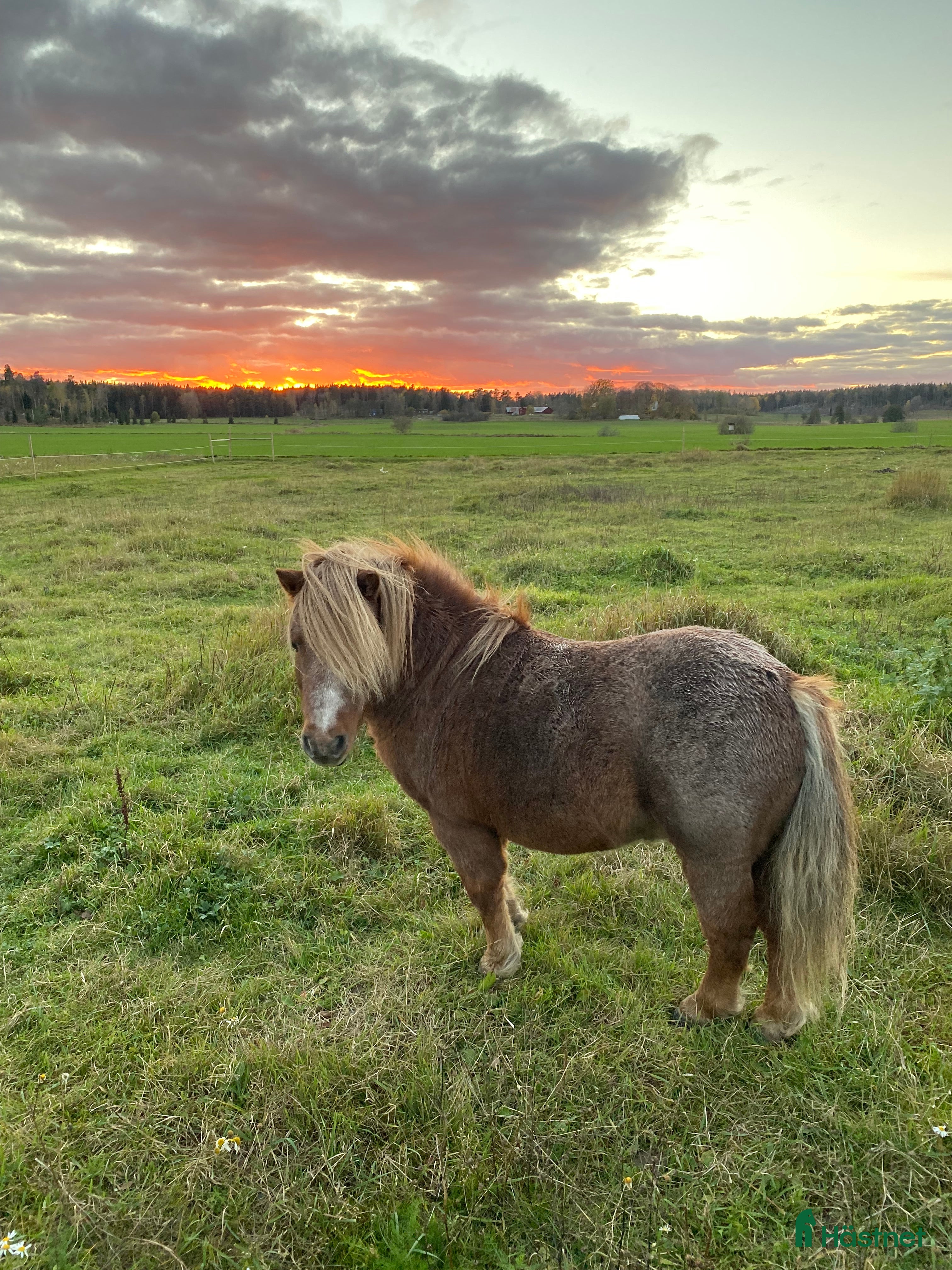  hästar Mini Shetland för ridning och sällskap  - Annons 6