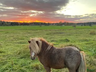 hästar Mini Shetland för ridning och sällskap - Annons 5