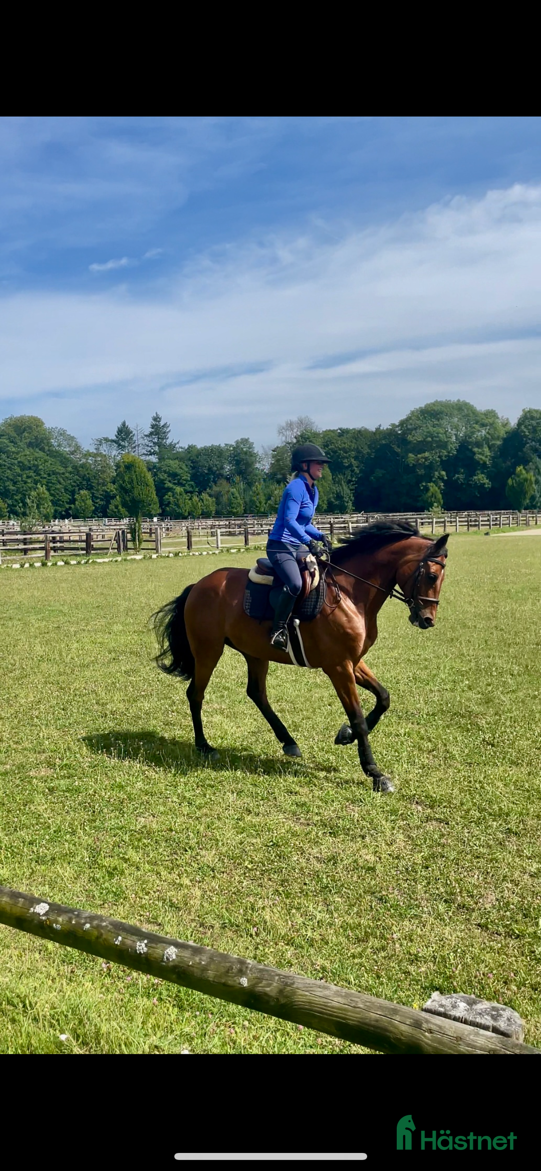  hästservice finnes: Inridning, utbildning, träning, försäljning i Vellinge - Annons 2